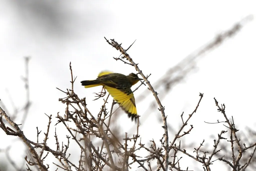 金鹨(Tmetothylacus tenellus)