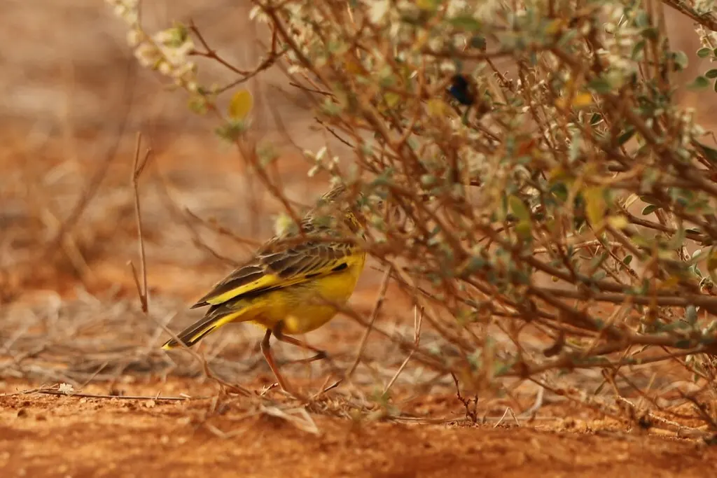 金鹨(Tmetothylacus tenellus)