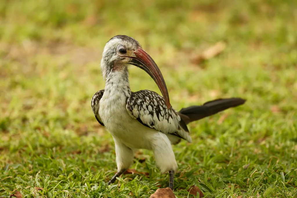 达马拉红嘴犀鸟(Tockus damarensis)
