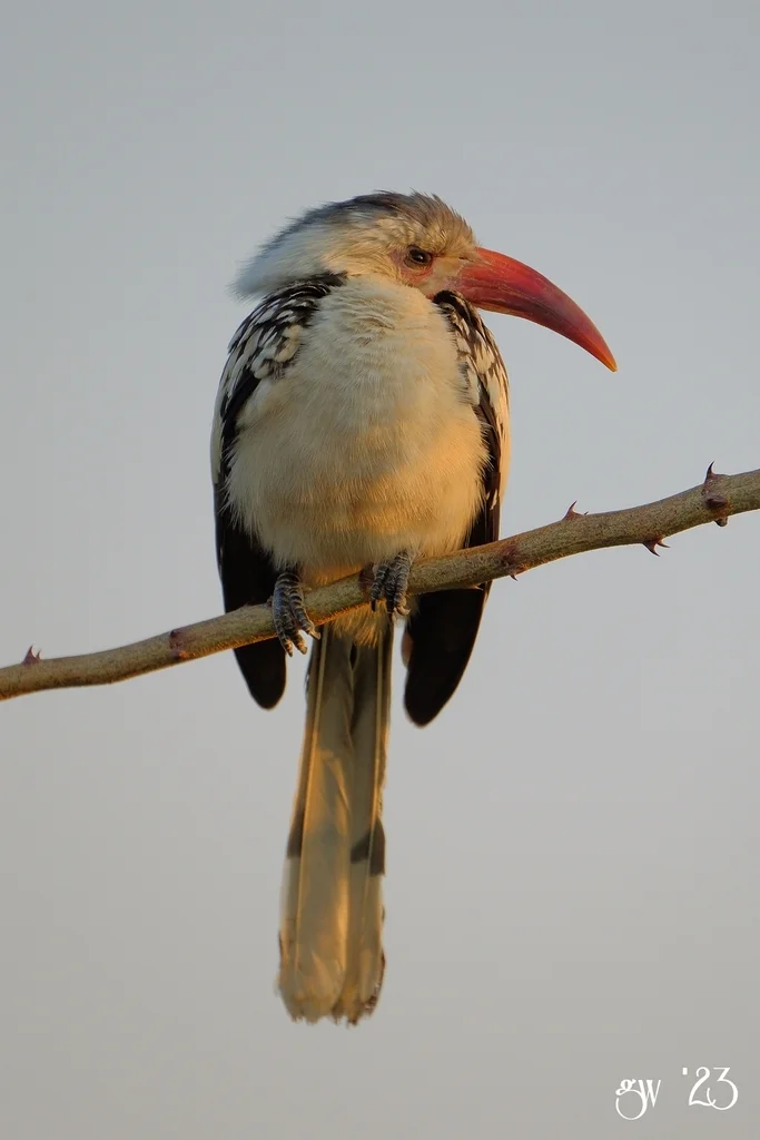 达马拉红嘴犀鸟(Tockus damarensis)
