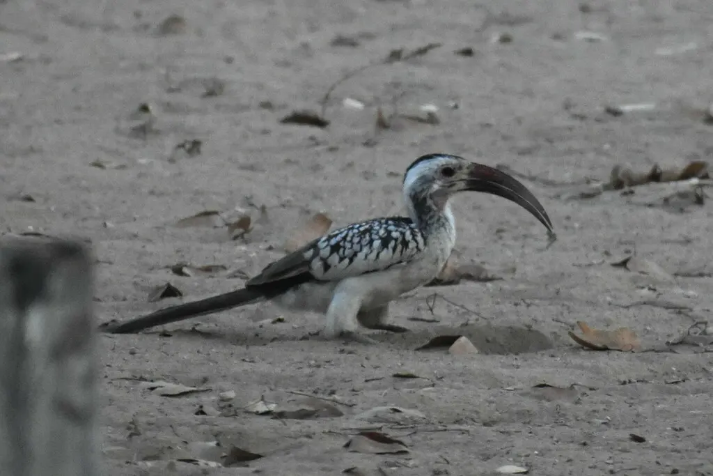达马拉红嘴犀鸟(Tockus damarensis)