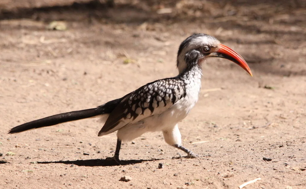 红嘴弯嘴犀鸟(Tockus erythrorhynchus)