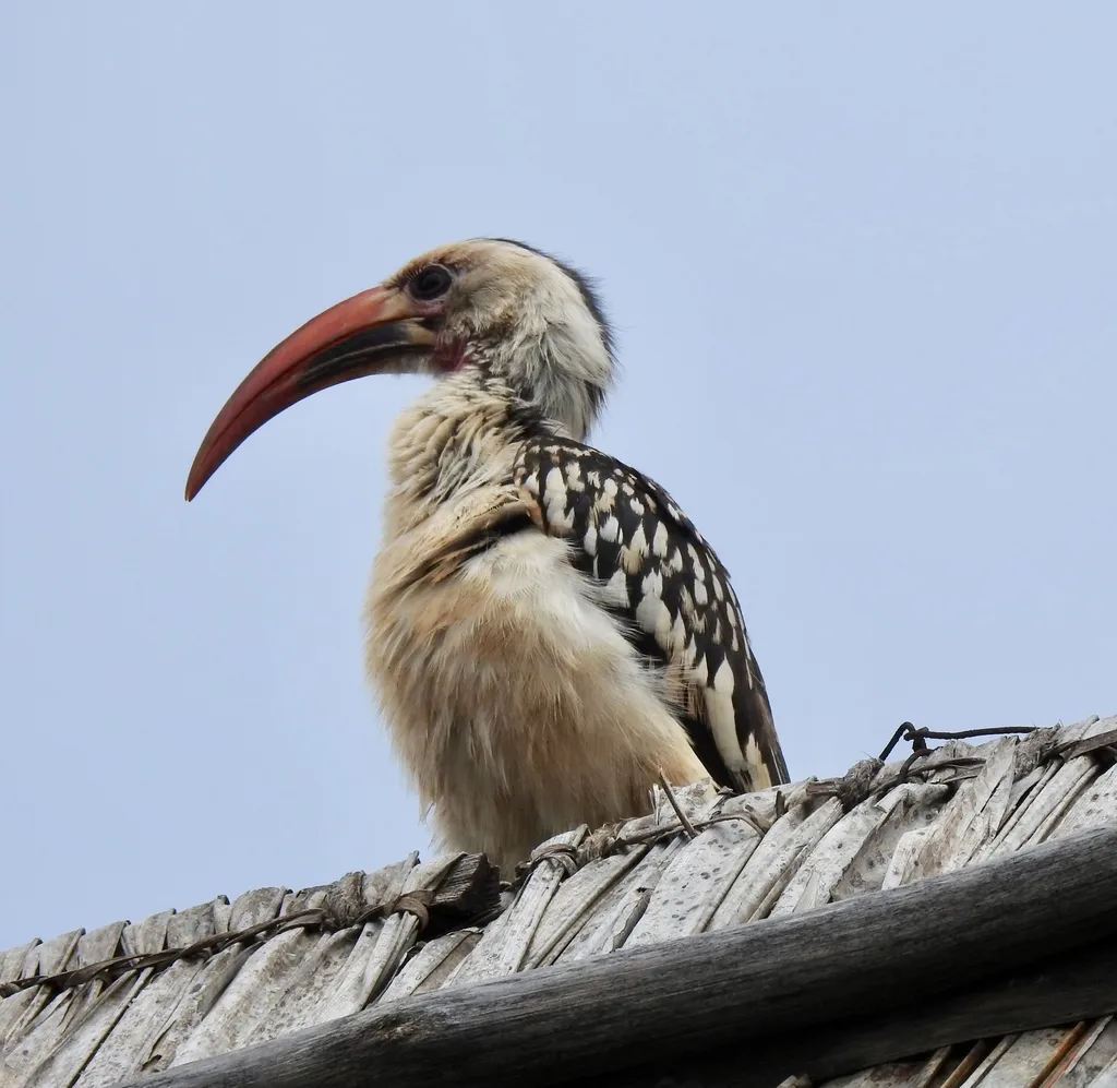 红嘴弯嘴犀鸟(Tockus erythrorhynchus)