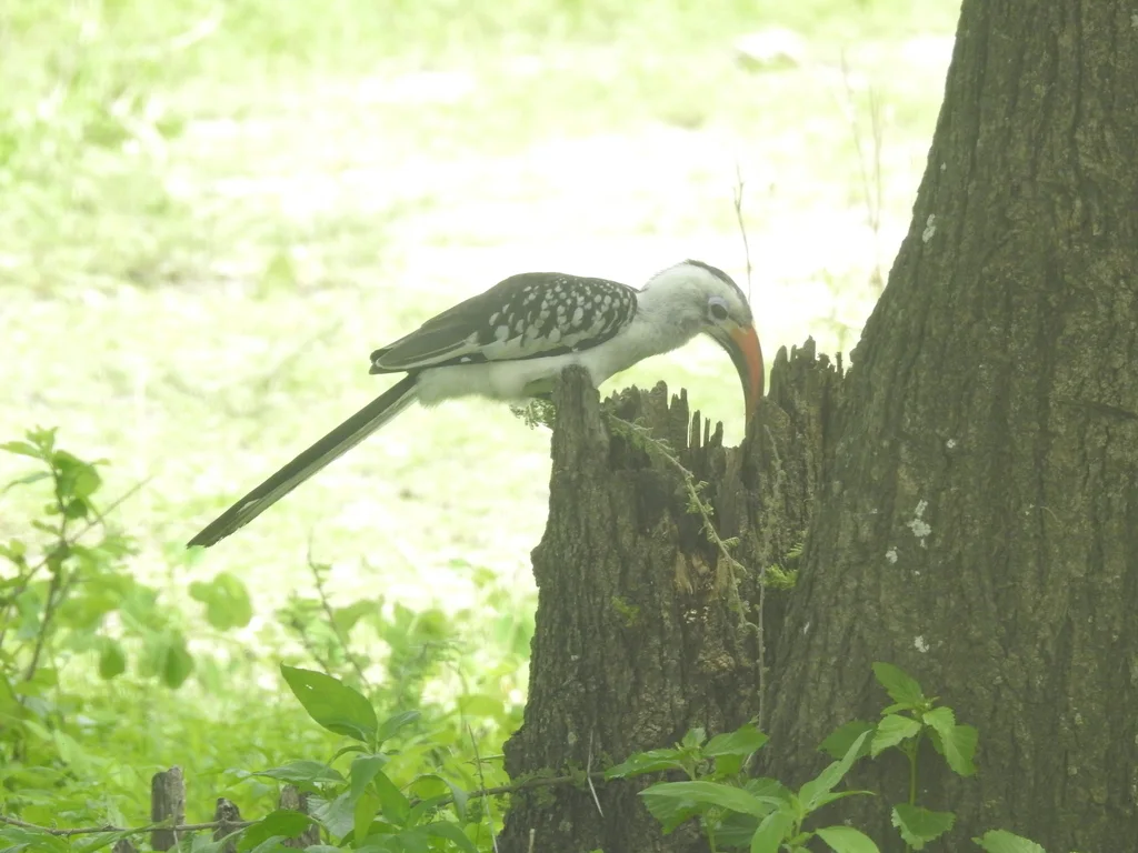红嘴弯嘴犀鸟(Tockus erythrorhynchus)