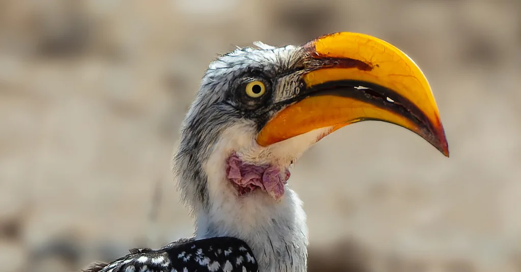 黄弯嘴犀鸟(Tockus flavirostris)