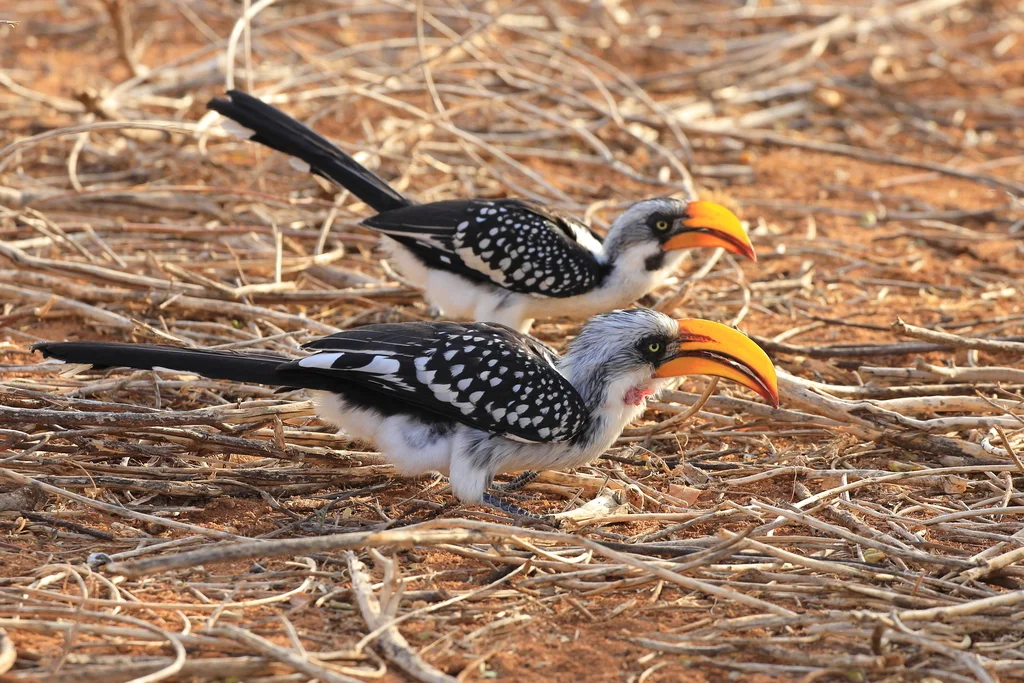 黄弯嘴犀鸟(Tockus flavirostris)