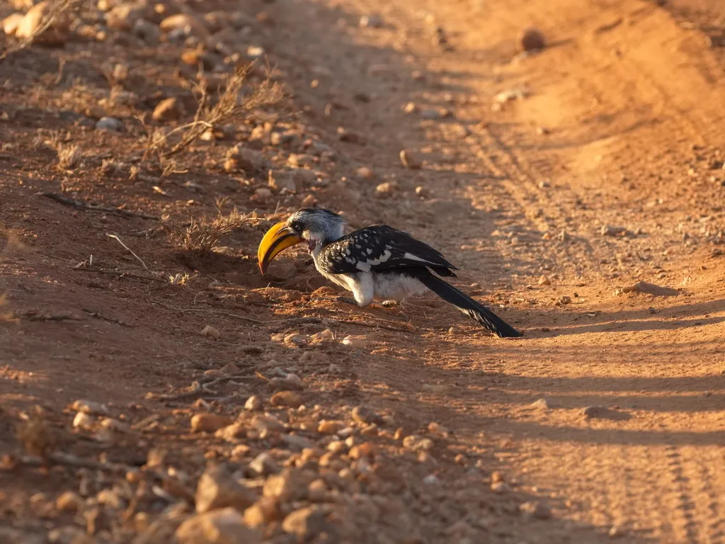 黄弯嘴犀鸟(Tockus flavirostris)