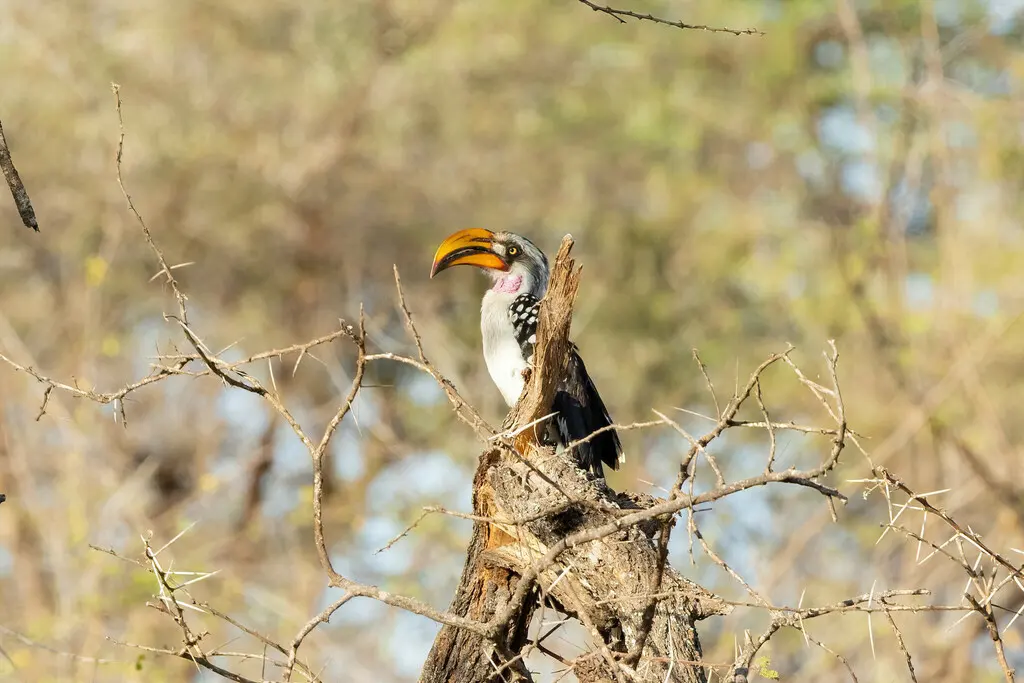 黄弯嘴犀鸟(Tockus flavirostris)