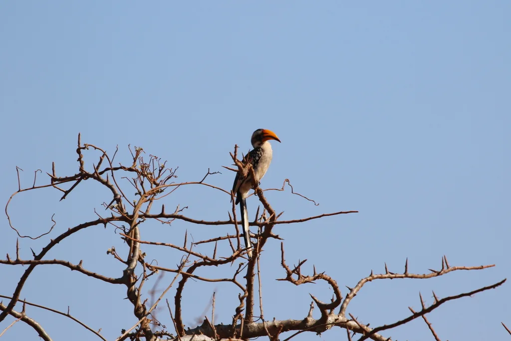 黄弯嘴犀鸟(Tockus flavirostris)
