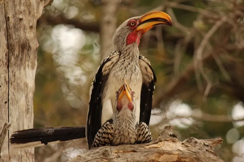 南黄弯嘴犀鸟(Tockus leucomelas)