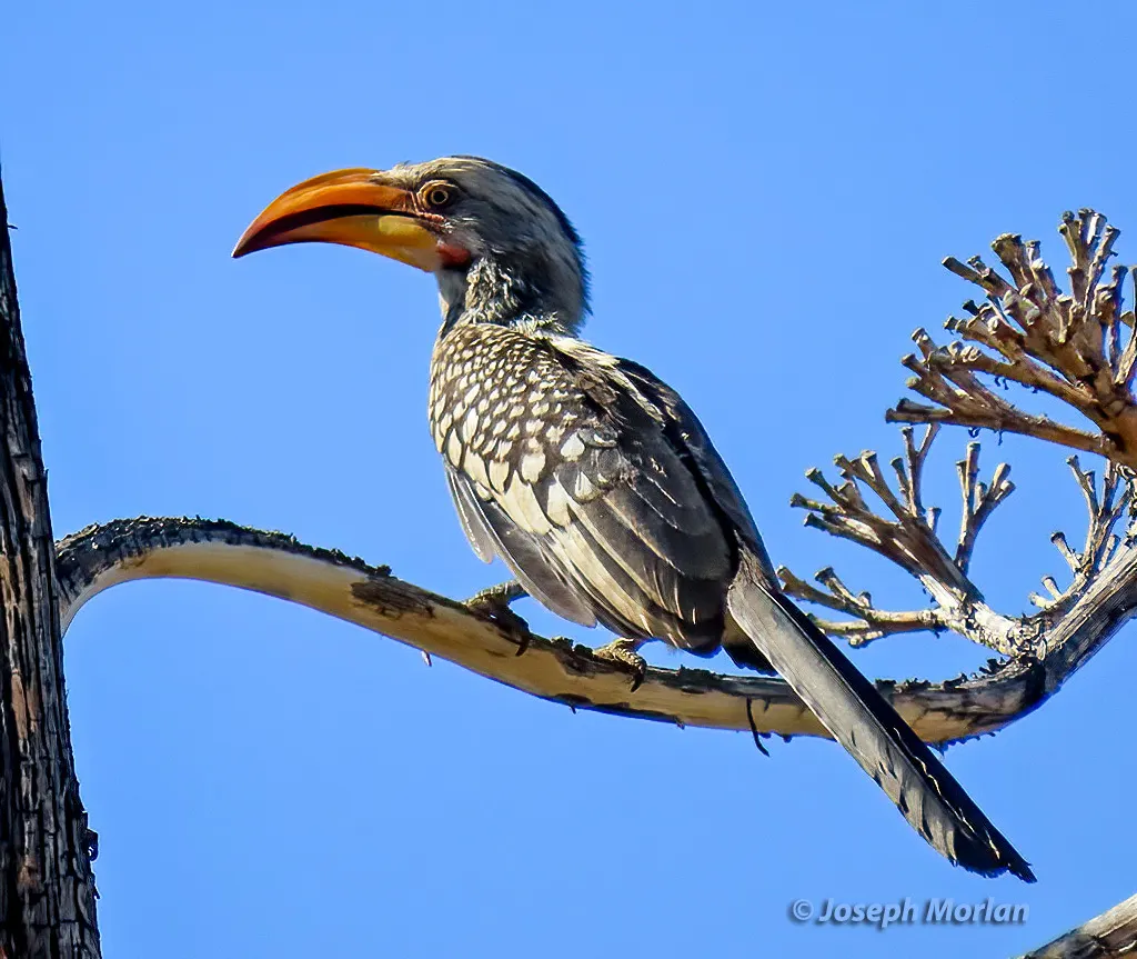 南黄弯嘴犀鸟(Tockus leucomelas)
