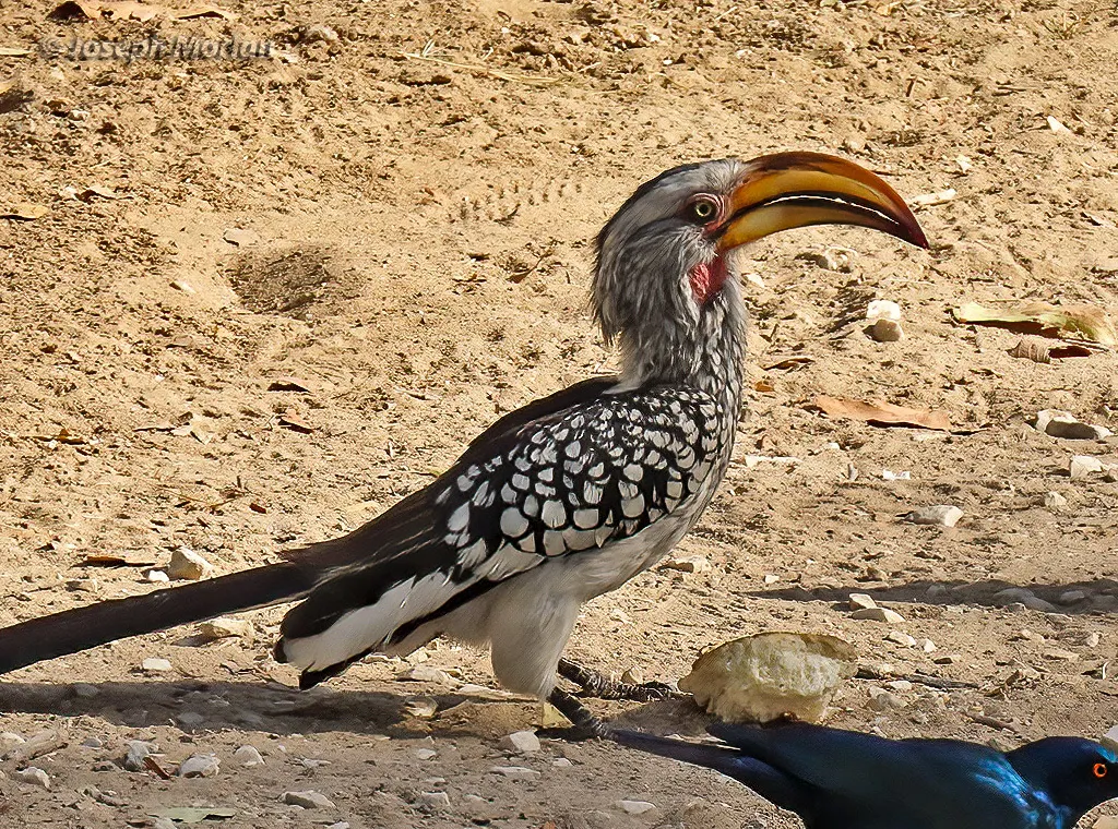 南黄弯嘴犀鸟(Tockus leucomelas)