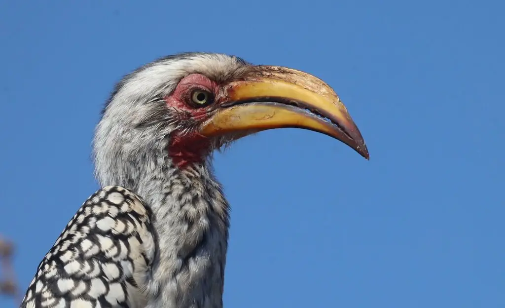 南黄弯嘴犀鸟(Tockus leucomelas)