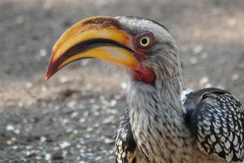 南黄弯嘴犀鸟(Tockus leucomelas)