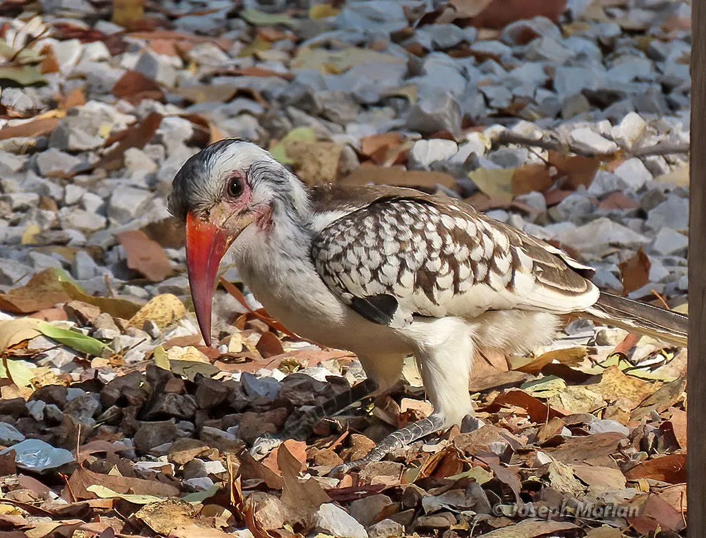 南红嘴犀鸟(Tockus rufirostris)