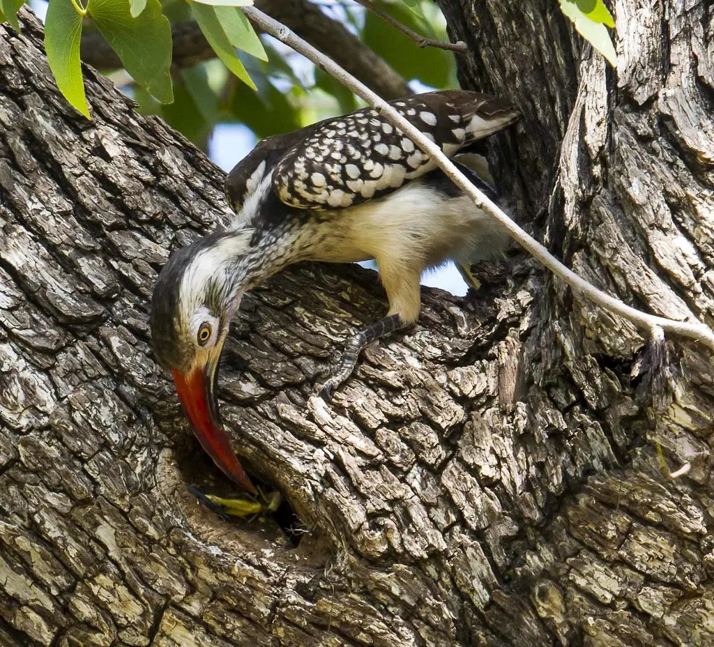 南红嘴犀鸟(Tockus rufirostris)