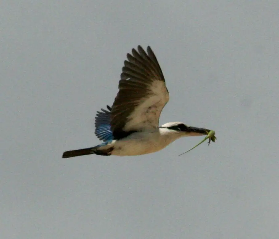马里亚纳翡翠（Todiramphus albicilla）