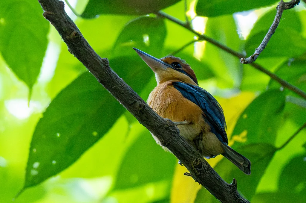 冠翡翠(Todiramphus australasia)