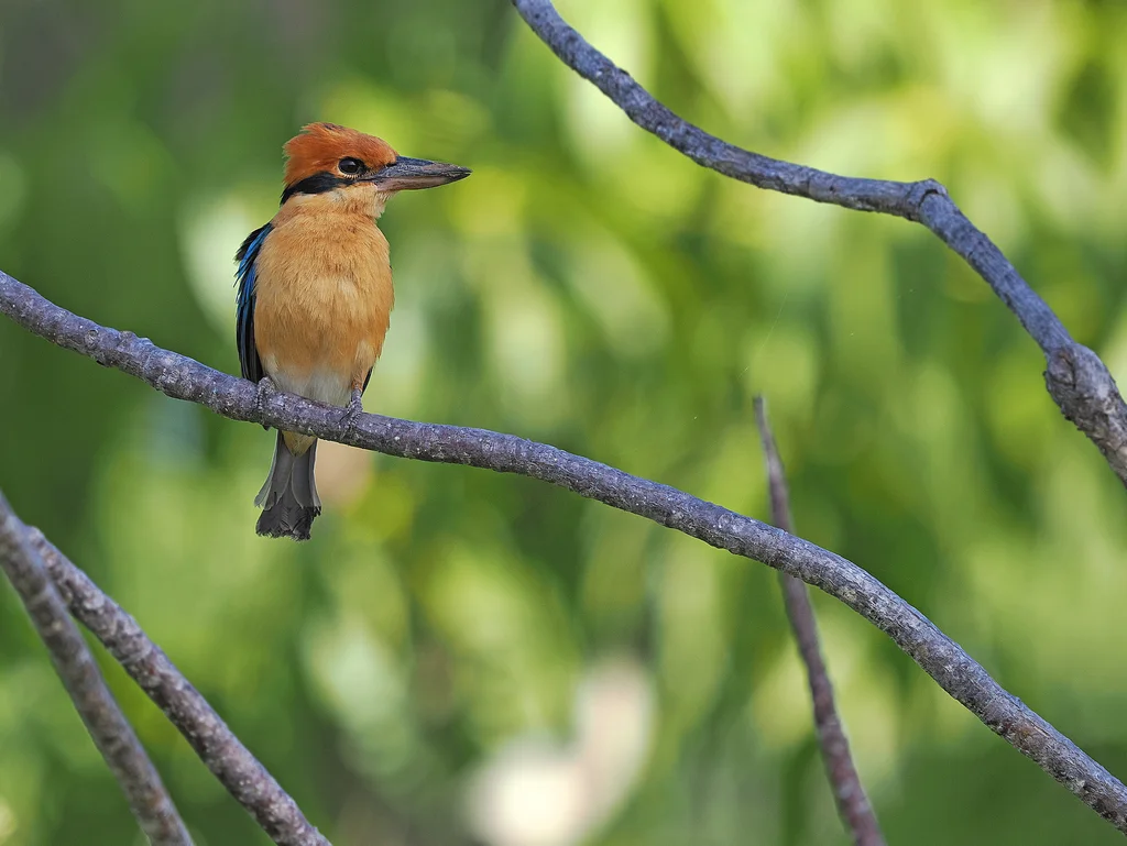 冠翡翠(Todiramphus australasia)