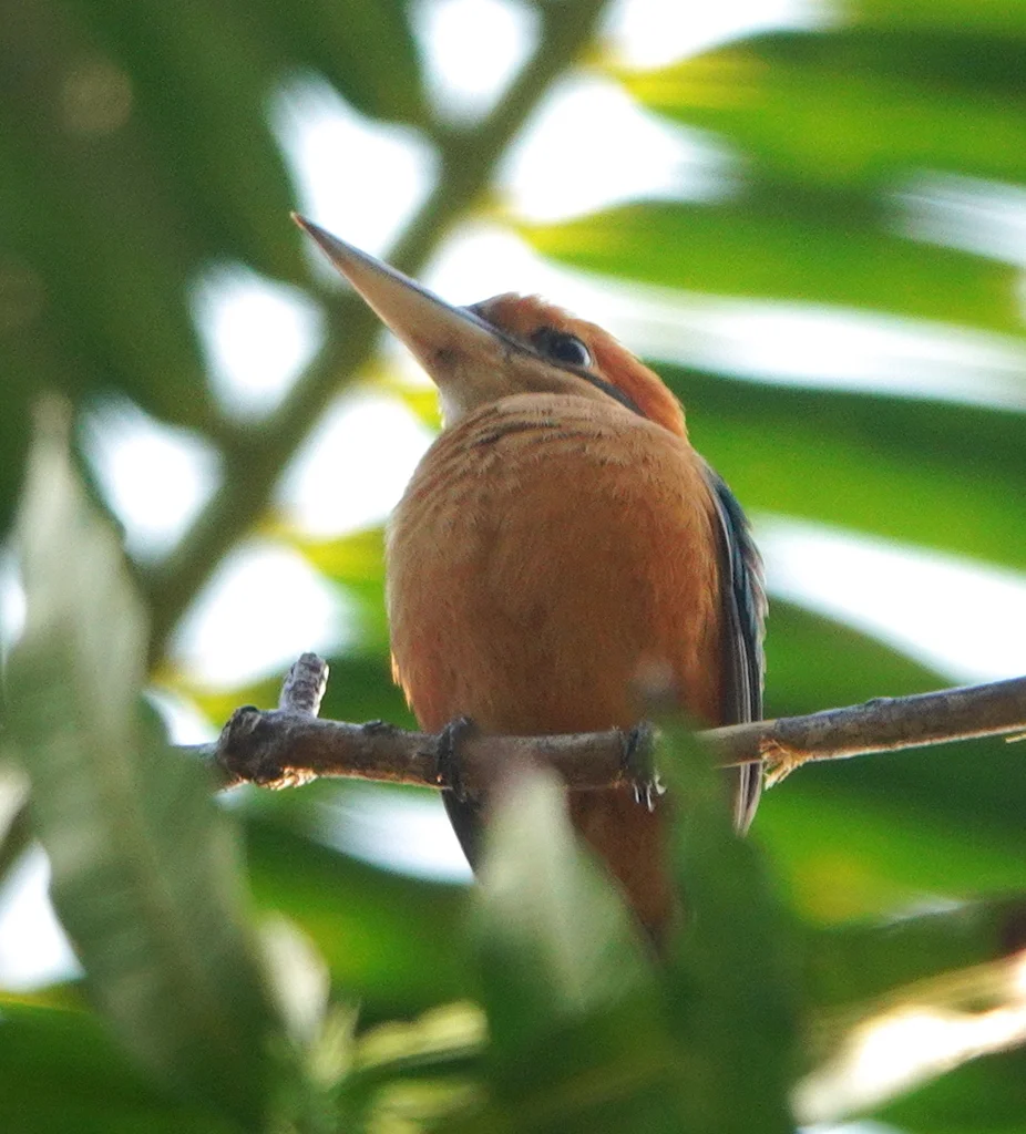 冠翡翠(Todiramphus australasia)