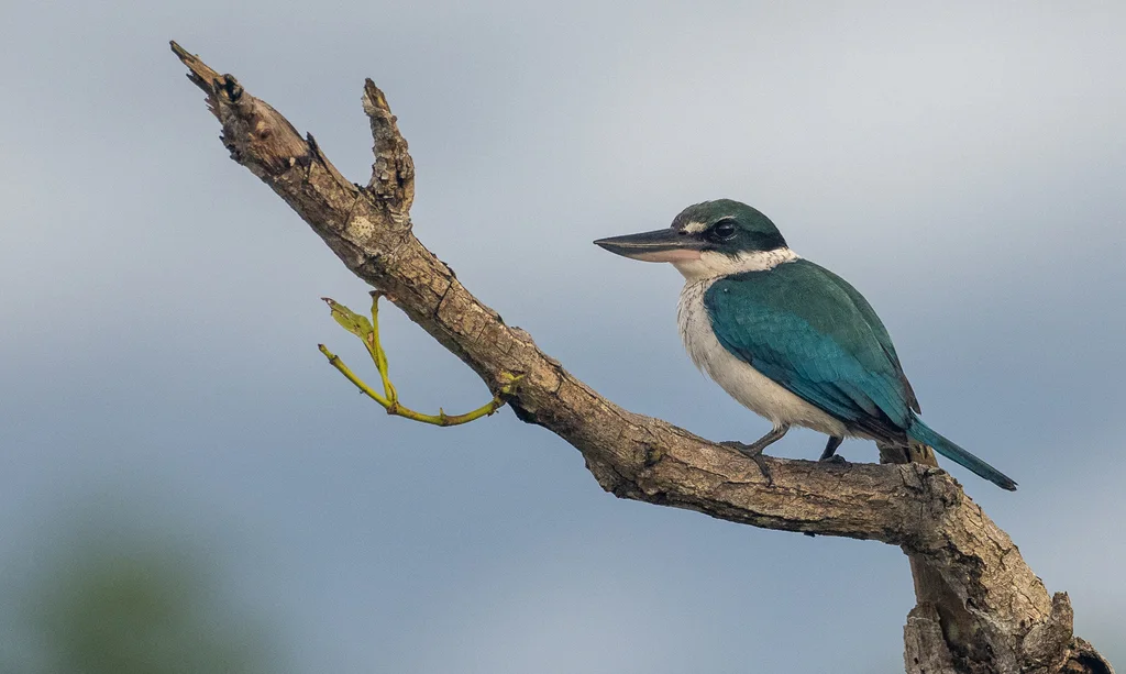 白领翡翠(Todiramphus chloris)