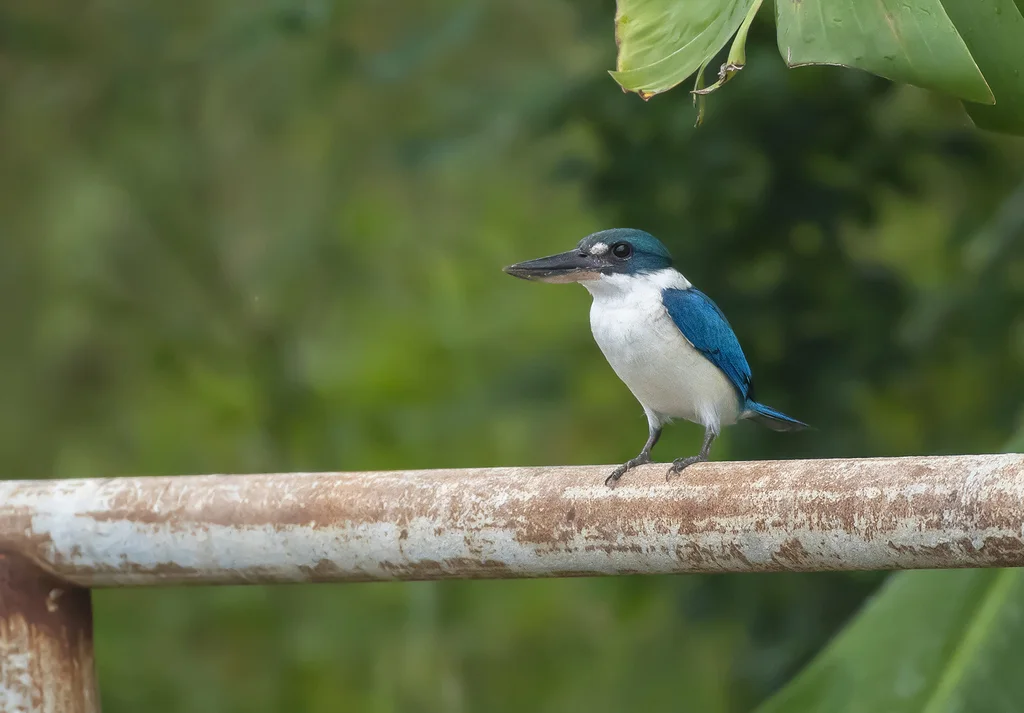 白领翡翠(Todiramphus chloris)