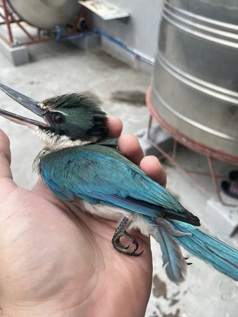 白领翡翠(Todiramphus chloris)