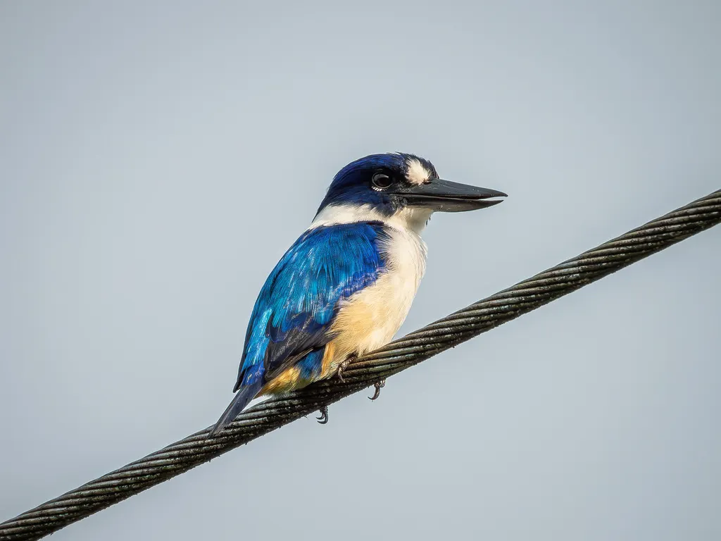 摩鹿加翡翠(Todiramphus diops)