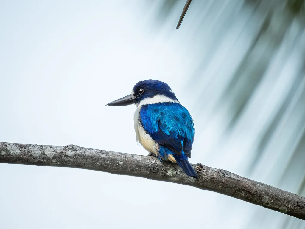 摩鹿加翡翠(Todiramphus diops)