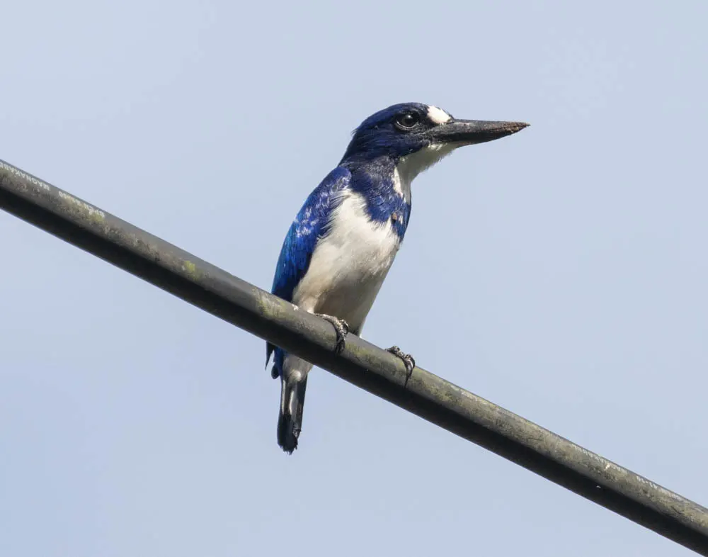 摩鹿加翡翠(Todiramphus diops)