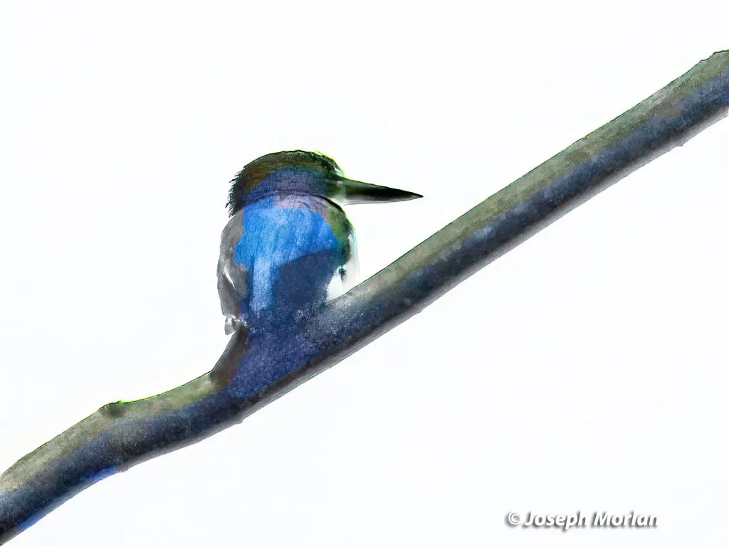 摩鹿加翡翠(Todiramphus diops)