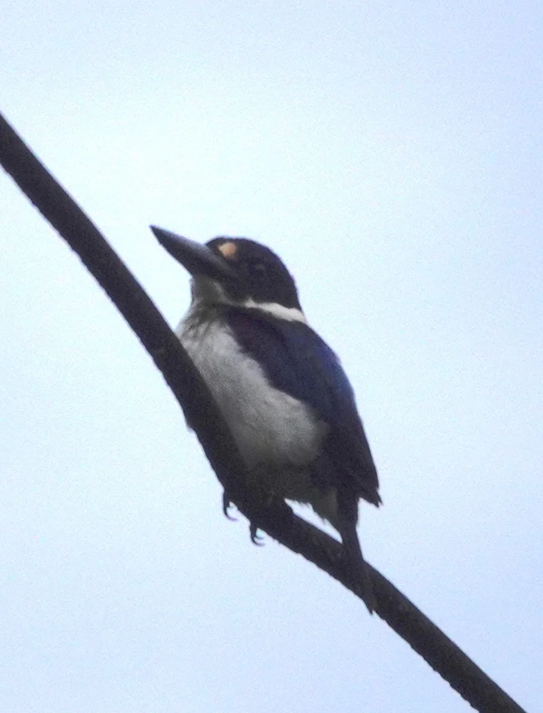 摩鹿加翡翠(Todiramphus diops)