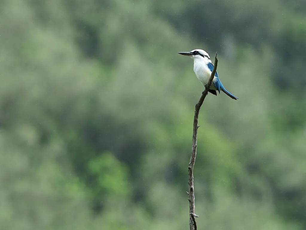 马克岛翡翠(Todiramphus godeffroyi)