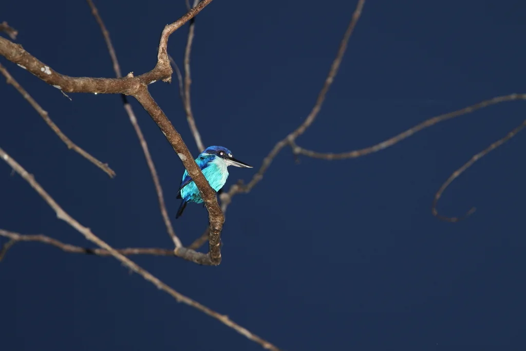 南摩鹿加翡翠（Todiramphus lazuli）