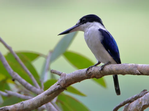 林翡翠