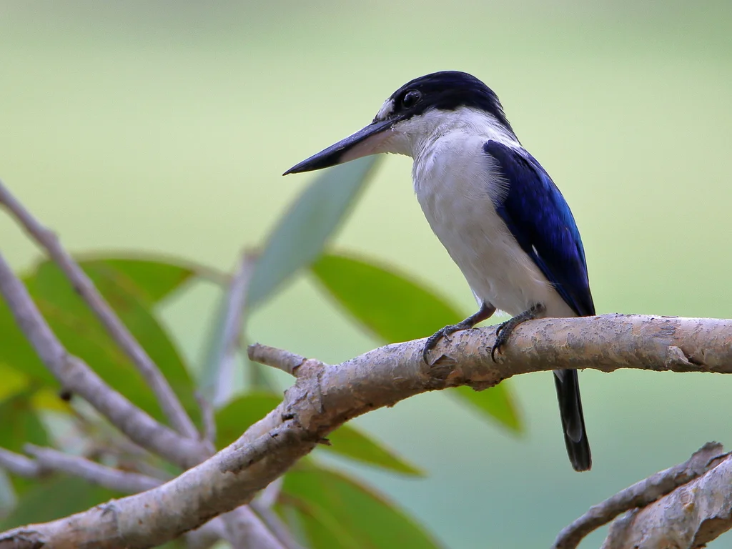 林翡翠(Todiramphus macleayii)