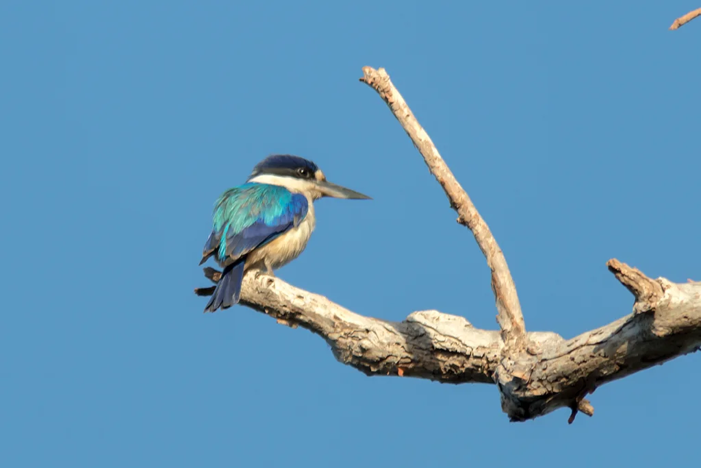 林翡翠(Todiramphus macleayii)