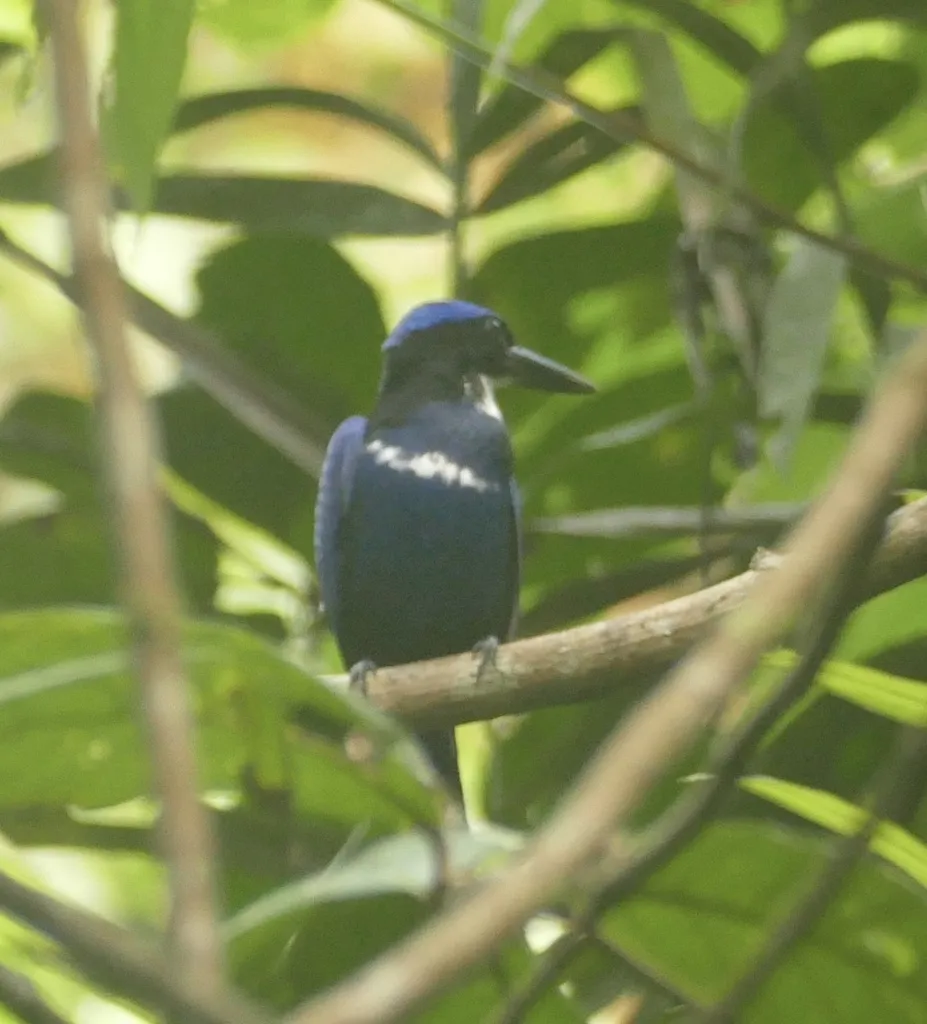 蓝黑翡翠(Todiramphus nigrocyaneus)