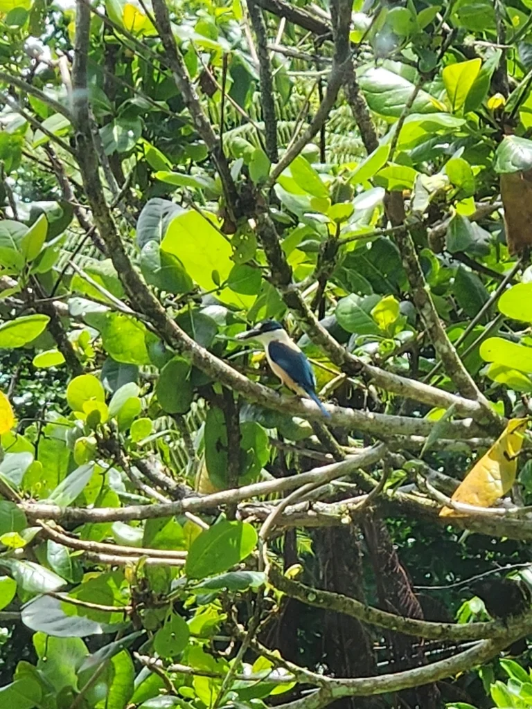 扁嘴翡翠(Todiramphus recurvirostris)