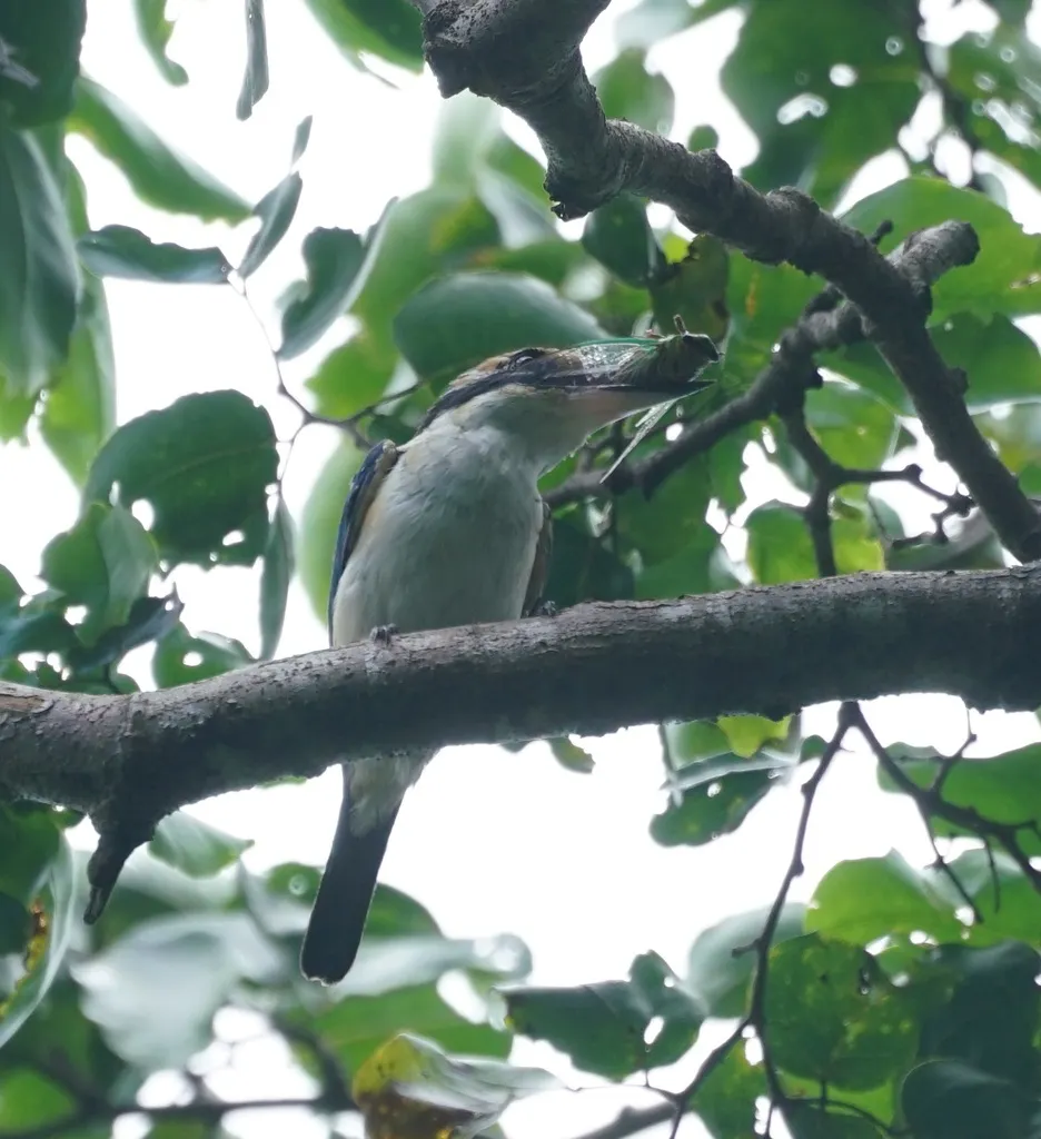 太平洋翡翠(Todiramphus sacer)
