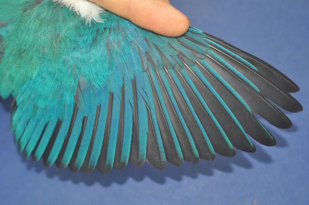 太平洋翡翠(Todiramphus sacer)