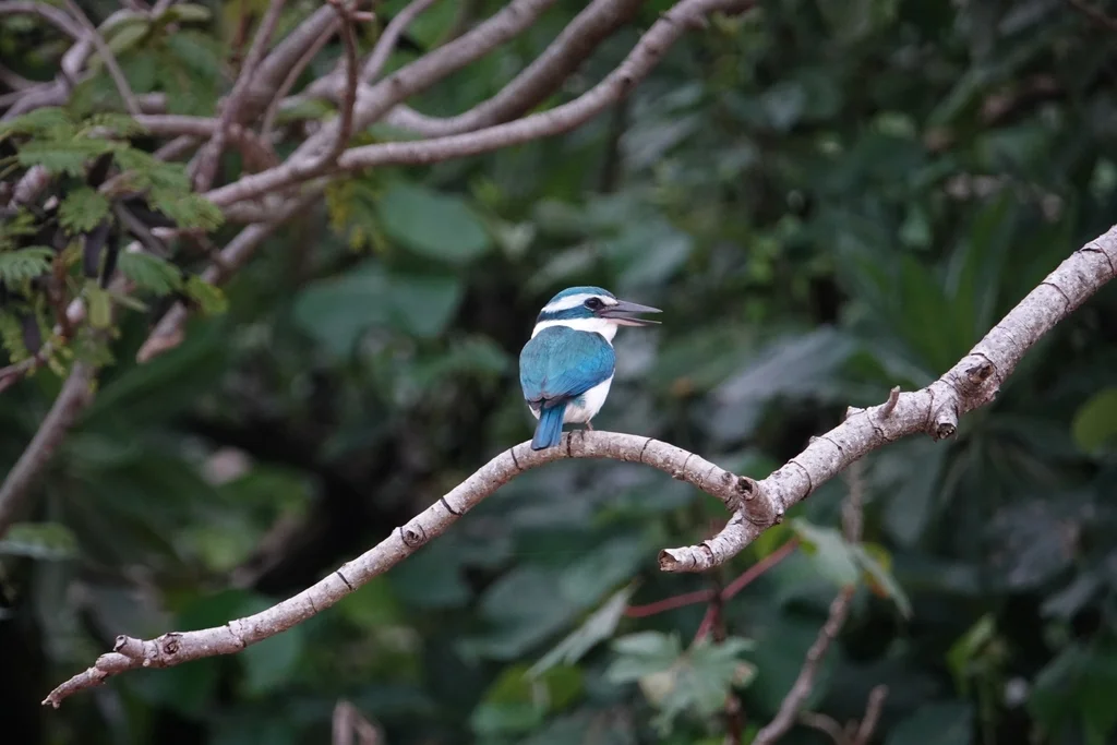 太平洋翡翠(Todiramphus sacer)