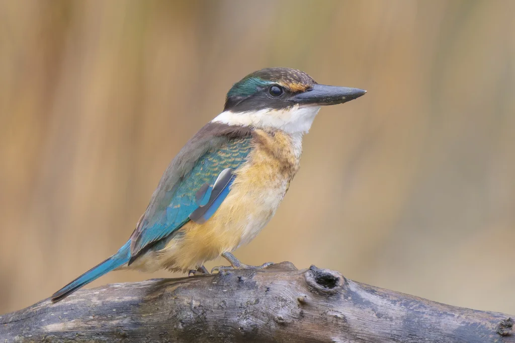 白眉翡翠(Todiramphus sanctus)