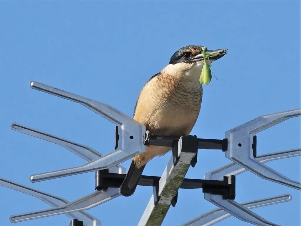 白眉翡翠(Todiramphus sanctus)
