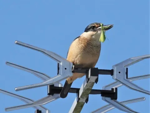 白眉翡翠