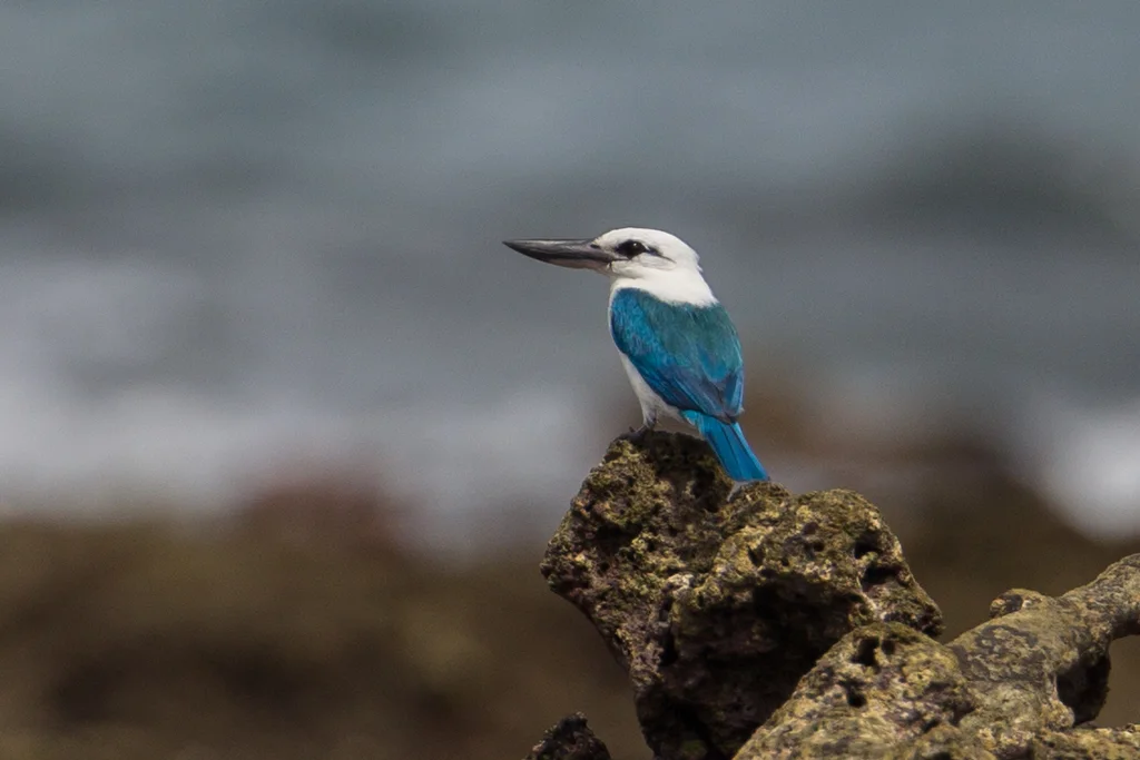 白头翡翠(Todiramphus saurophagus)