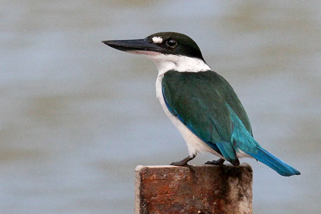 托列斯翡翠(Todiramphus sordidus)