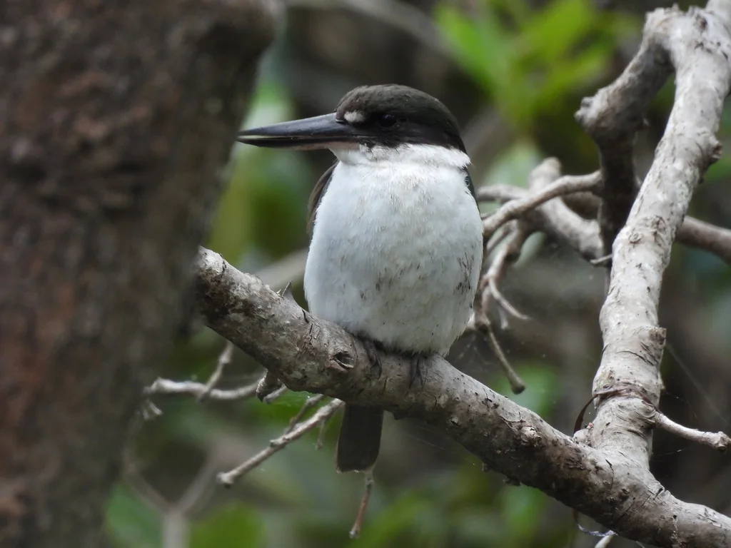 托列斯翡翠(Todiramphus sordidus)