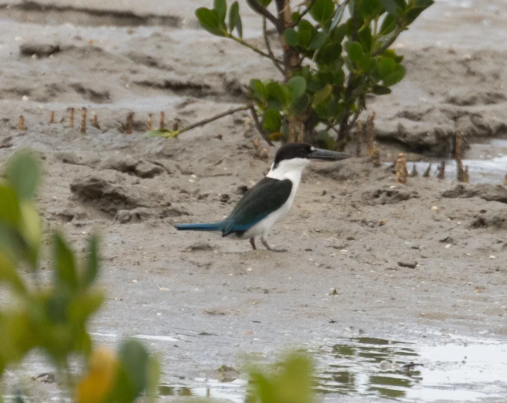 托列斯翡翠(Todiramphus sordidus)