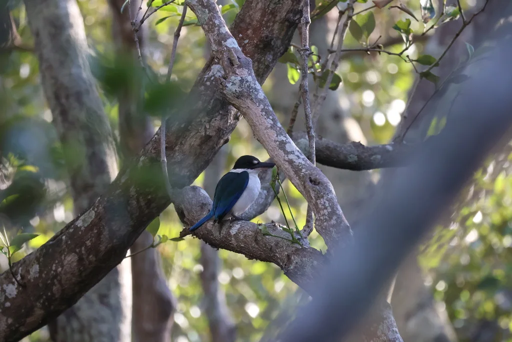 托列斯翡翠(Todiramphus sordidus)